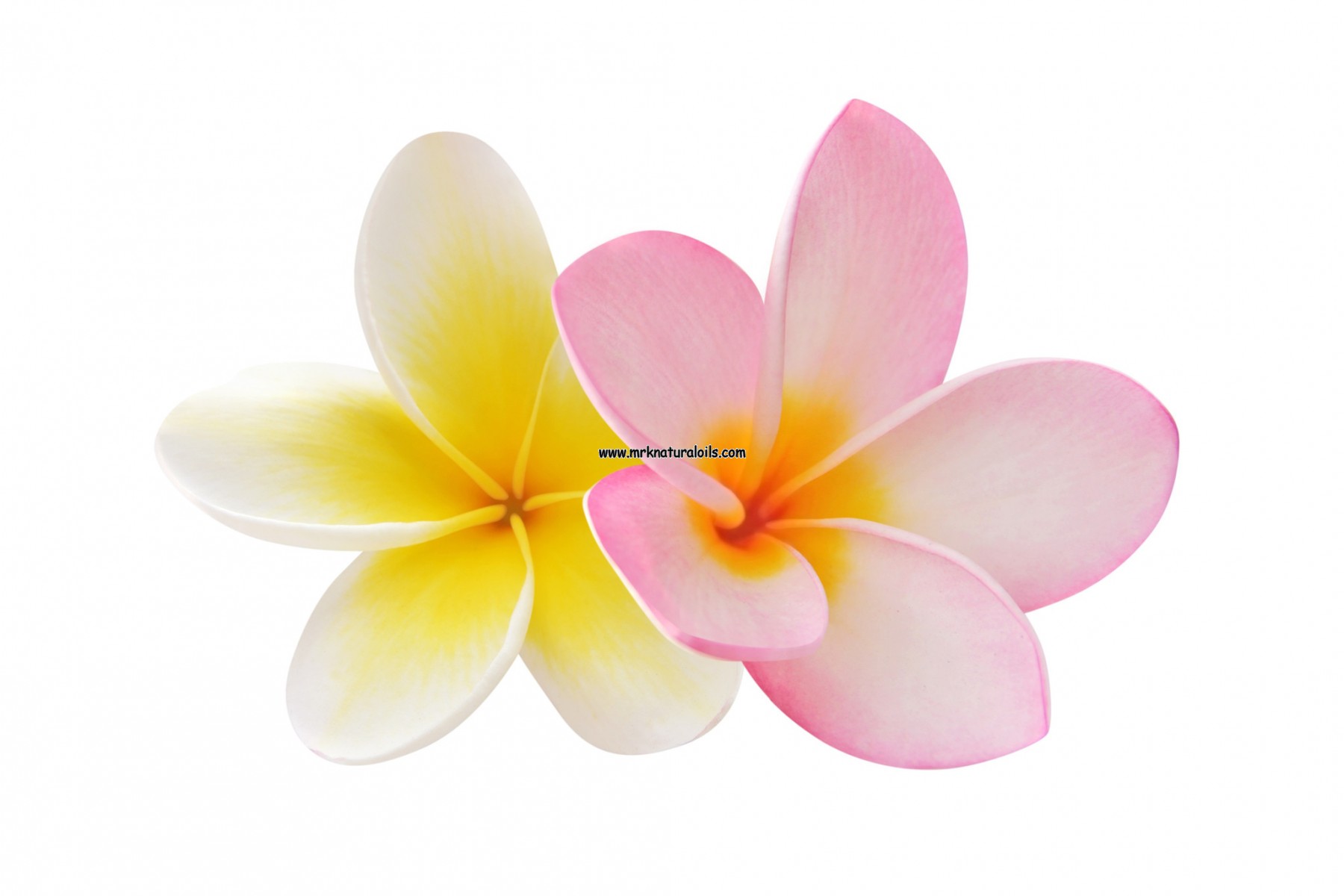 Frangipani Essential oil Buy 100 Pure & Natural Essential Oils from